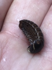 Glomeridae