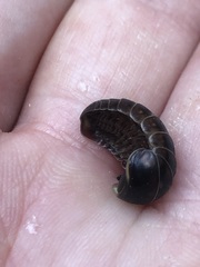 Glomeridae