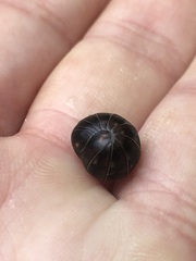 Glomeridae