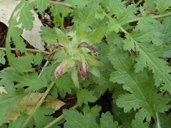 Pedicularis dudleyi
