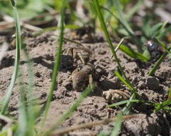 Lasioglossum marginatum