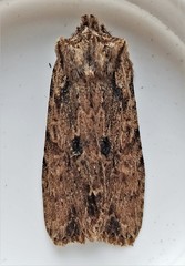 Lithophane petulca