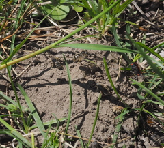 Lasioglossum marginatum