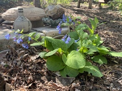Mertensia virginica
