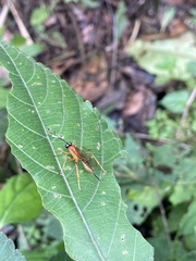 Theronia