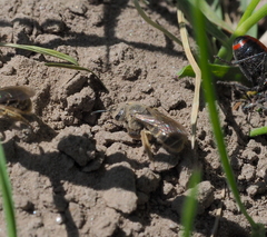 Lasioglossum marginatum