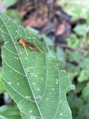 Theronia
