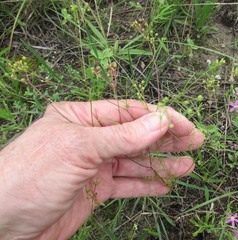 Spermolepis inermis