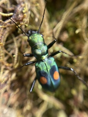 Pseudoxycheila bipustulata