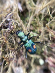 Pseudoxycheila bipustulata