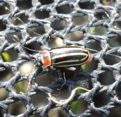 Disonycha pensylvanica