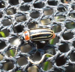 Disonycha pensylvanica