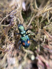 Pseudoxycheila bipustulata