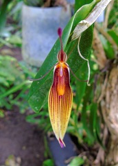 Restrepia antennifera