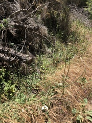 Eriogonum nudum auriculatum