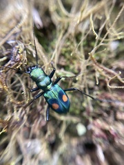 Pseudoxycheila bipustulata
