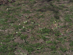 Lasioglossum marginatum