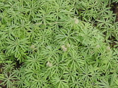 Geranium linearilobum