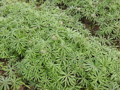 Geranium linearilobum