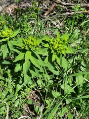 Euphorbia squamosa