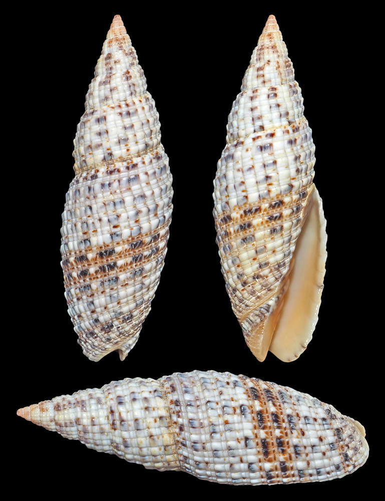 Neocancilla papilio