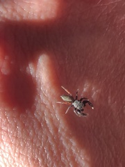 Metacyrba taeniola similis