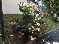 Ixora javanica
