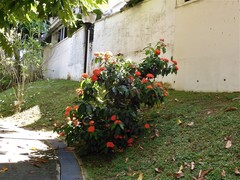 Ixora javanica