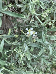 Hormathophylla spinosa