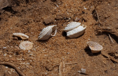 Xerocrassa davidiana