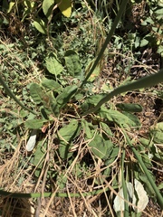Eriogonum nudum auriculatum