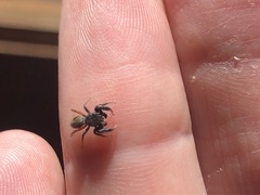 Metacyrba taeniola similis