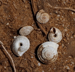 Xerocrassa davidiana