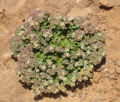 Polycarpon succulentum