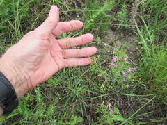 Spermolepis inermis