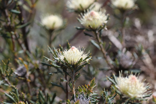 Image of Banksia carlinoides by (c) Hugo Innes, some rights reserved (CC BY)