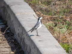 Motacilla alba
