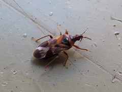 Anthocoris nemoralis