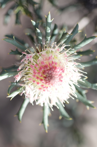 Image of Banksia carlinoides by (c) Hugo Innes, some rights reserved (CC BY)