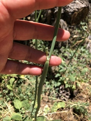 Eriogonum nudum auriculatum