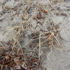 Carex sabulosa
