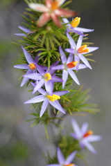 Calectasia