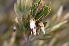 Conostephium pendulum