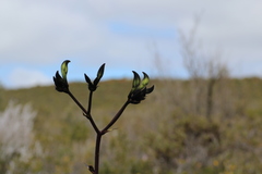 Macropidia fuliginosa