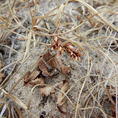 Carex sabulosa