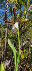 Cleistesiopsis