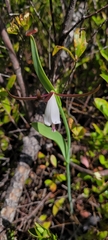 Cleistesiopsis