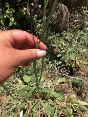 Eriogonum nudum auriculatum