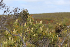 Petrophile shuttleworthiana