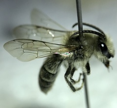 Colletes validus